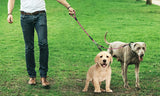 Double No-Tangle Dog Leash